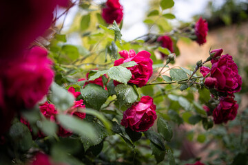 red flowers in the garden