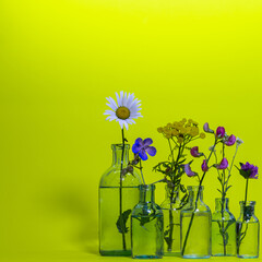 Bouquet of meadow flowers in the bottles on background of yellow.  wildflowers card, square shot.