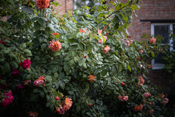 red rose in the garden