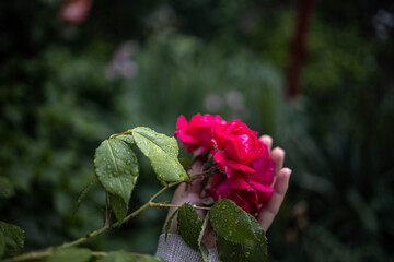 red rose in the garden