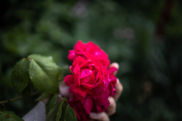 pink rose in garden
