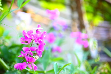 Colorful pink flower in Garden during Springs Time in California