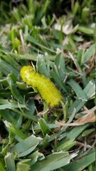 caterpillar on a leaf