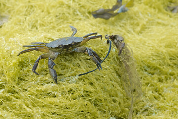 On yellow seaweed, a European green shore crab.