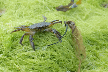 On green seaweed, a European green shore crab.