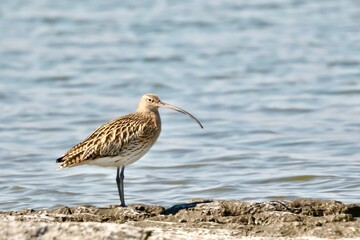 ダイシャクシギ