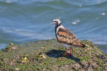 Obraz premium キョウジョシギ