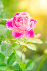beautiful pink rose flower on tree in a garden