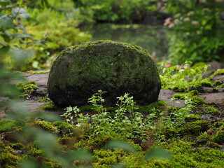 石と苔