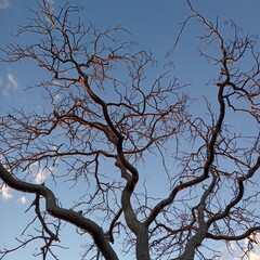 dead tree against blue sky