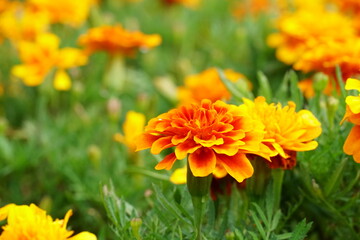 マリーゴールド