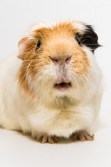 Fototapeta premium Cochon d'inde mignon
