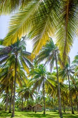 Fototapeta na wymiar the beauty of coconut trees by the beautiful beach and the sun is shining