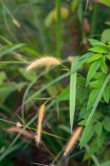 Closeup of wild field of grass in Malaysia.