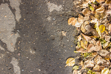 Asphalt texture with yellow leaves. Autumn background.