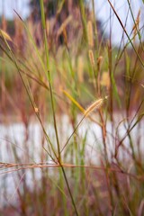 Closeup of wild field of grass in Malaysia.