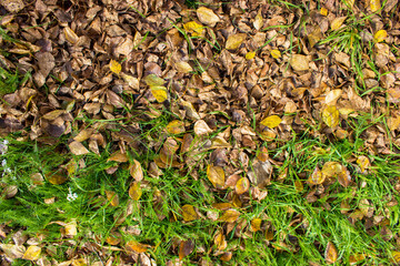 Autumn background with green grass and yellow leaves.