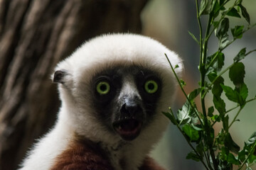 Sifaka Lemur Eating Leaves, Look of Surprise, Zoo Animals