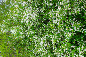 Fototapeta na wymiar Blooming white flowers of bird cherry. Summer bloom. Sunny day.