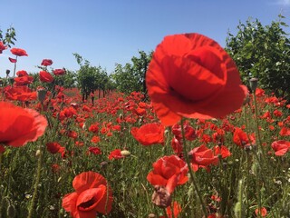 red poppy field