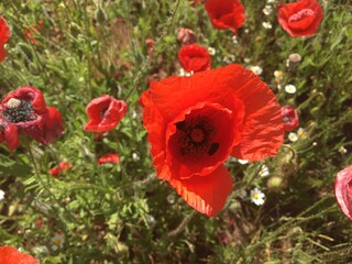 red poppy flowers