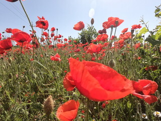 red poppy flowers