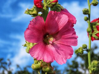 Pink Hollyhock with bee