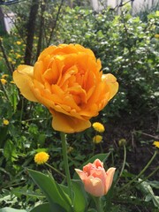 yellow tulip in garden