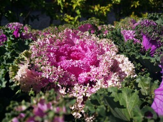 pink and purple flowers