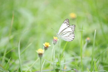 Butterfly on wildflower in summer field, beautiful insect on green nature blurred background, wildlife in spring garden, Ecology natural landscape