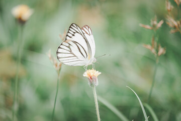 Butterfly on wildflower in summer field, beautiful insect on green nature blurred background, wildlife in spring garden, Ecology natural landscape