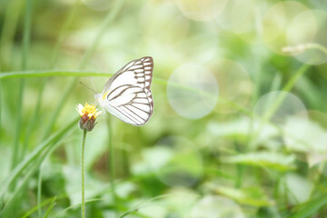 Butterfly on wildflower in summer field, beautiful insect on green nature blurred background, wildlife in spring garden, Ecology natural landscape