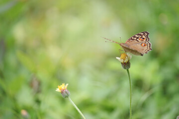 Butterfly on wildflower in summer field, beautiful insect on green nature blurred background, wildlife in spring garden, Ecology natural landscape