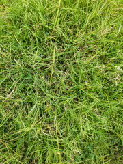 Grass field top view for background