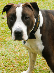 american staffordshire terrier