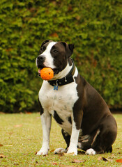 american staffordshire terrier