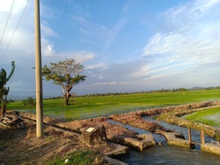 views of paddy fields in the afternoon