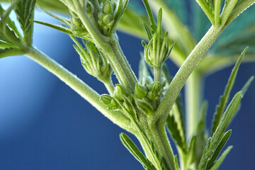 Close up of natural light growing medical and recreational indica strain maturing hermaphrodite...