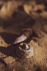 close up of the shell