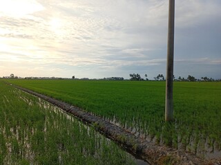 views of paddy fields in the afternoon