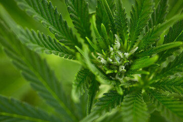 Close up of natural light growing medical and recreational indica strain maturing female marijuana bud and leaves  on live plant