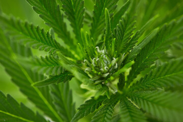 Close up of natural light growing medical and recreational indica strain maturing female marijuana bud and leaves  on live plant