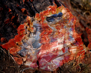 Petrified Rock, Cross-Section, National Forest, Close Up