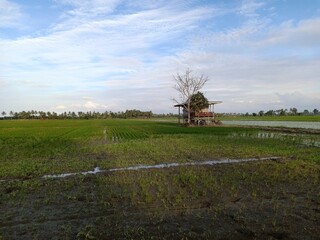 views of paddy fields in the afternoon