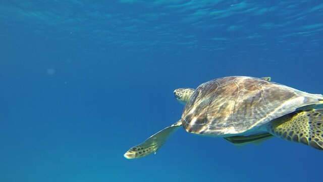 caretta caretta swimming at aegean sea	