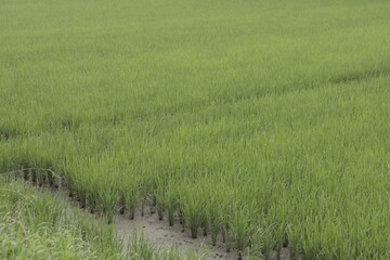 Obraz premium 水田