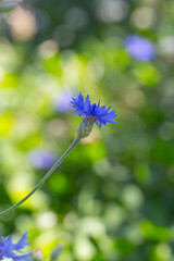Outdoor blue flower cornflower and green leaves，Centaurea cyanus L.