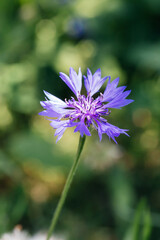Outdoor blue flower cornflower and green leaves，Centaurea cyanus L.
