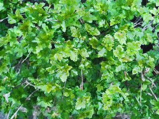 Fototapeta na wymiar Green watercolor currant and raspberry leaves.