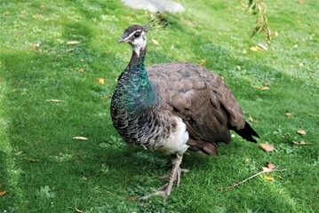 Female Peacock with Brown Blue Green and White Feathers Close Up On Grass at Kyoto Garden London
